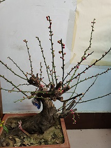 老桩红梅盆景满树花苞