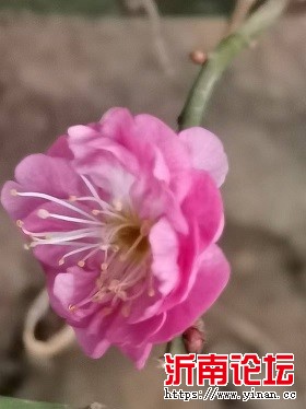 有的正在开放很香