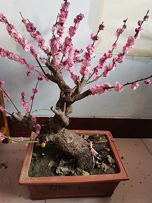 盆景红梅2025.1.12花